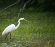 Animals_60 Great White Egret