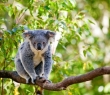 Animals_57 Koala in Tree