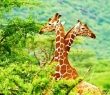 Animals_56 Fighting Giraffes