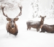 Animals_55 Red Deer in Snow