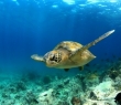 Animals_53 Green Sea Turtle