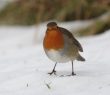 Animals_77 Robin in Snow