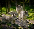 Animals_54 Pack of Wolves