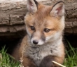 Animals_88 Red Fox cub