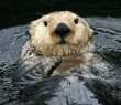 Animals_81 Sea Otter