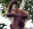 Animals_86 Orangutan