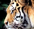 Animals_83 Tiger