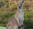Animals_80 Kangaroo with Joey