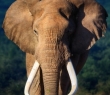 Animals_84 African Bull Elephant