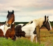 Animals_58 Skewbald Horses
