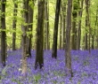 England_42 Bluebells in English Woodland